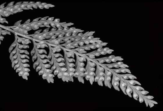 Photo of fern leaf